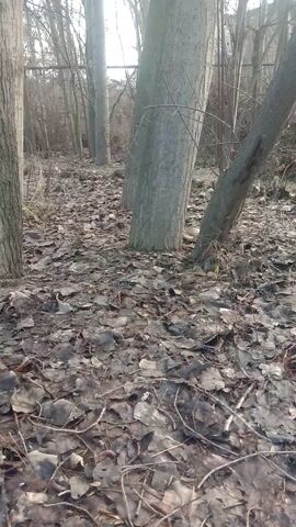 The camera is positioned low to the ground in a forest setting, oriented in portrait. The ground is covered in a thick layer of brown and gray fallen leaves interspersed with small twigs and branches. Several tree trunks are visible in the frame, aligned vertically from the bottom to the top of the shot. The tree trunks are gray with textured bark and are relatively thin. In the background, bare branches and distant trees can be seen. The lighting appears to be overcast, with a soft, diffused light illuminating the scene. There are no people or animals visible in the shot. The camera is static, and no actions are taking place.