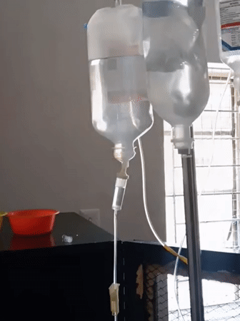 Cat receives IV treatment in Nairobi veterinary facility