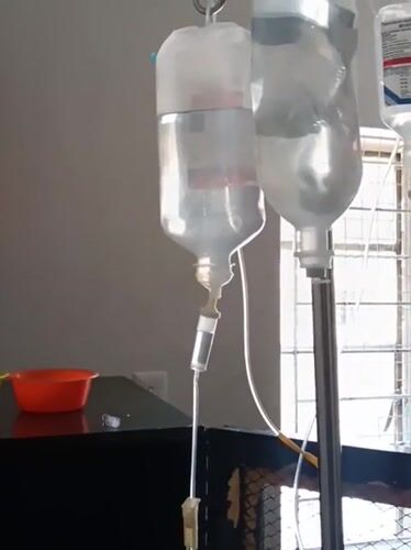 Cat receives IV treatment in Nairobi veterinary facility