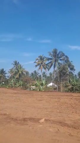 A vertical, medium shot video captures a desolate, brown, dirt lot in the foreground, with sparse rocks and debris scattered across the uneven terrain. In the midground, a line of palm trees and other greenery forms a dense backdrop, with glimpses of a few buildings nestled amongst the foliage. A clear blue sky with wispy clouds stretches across the upper portion of the frame. The camera appears to be moving slightly to the right, panning across the landscape. The overall impression is of a rural, undeveloped area under a bright, sunny sky.