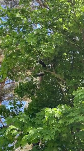 The video shows a pair of dark-colored shoes hanging from a tree branch by their laces. The tree is full of green leaves and some blue sky is visible in the background. The camera is pointing up at the tree from below.