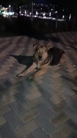 A medium-sized dog with tan and dark fur lies on a patterned paved surface at night. The dog's eyes glow a bright green, reflecting the light source, likely a camera flash. The dog is looking towards the camera with its mouth slightly open. In the background, there are trees and blurred lights suggesting a town or city scene. The dog appears to be relaxed, lying down with its front paws extended. The lighting creates a stark shadow of the dog on the pavement.
