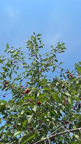 This is a vertical, low-angle, outdoor shot of a cherry tree against a clear blue sky with a few wispy clouds. The tree is laden with ripe, red cherries and green leaves. The branches are thin and spread out. The camera appears to be stationary.