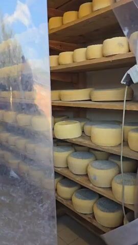 A rotating view of a cheese storage room with wooden shelves filled with wheels of cheese in various sizes and states of aging. The cheese wheels are predominantly pale yellow with some showing a dusty blue or gray surface. The shelves are made of rough-hewn wood, and the room appears to be temperature-controlled with a device visible on one of the shelves. People are talking in the background. The floor of the room is tiled.