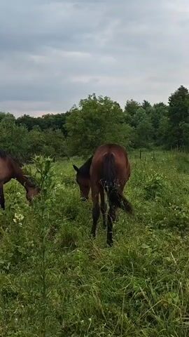 A medium shot video shows several horses grazing in a grassy field with trees in the background. The sky is overcast. In the foreground, a brown horse with a dark mane turns its head away from the camera. To its left, another brown horse is partially obscured by tall green grass and thistles. Further back, a darker brown horse is visible, and on the far right, a lighter brown horse is seen from the rear. The horses appear to be peacefully foraging in the field.