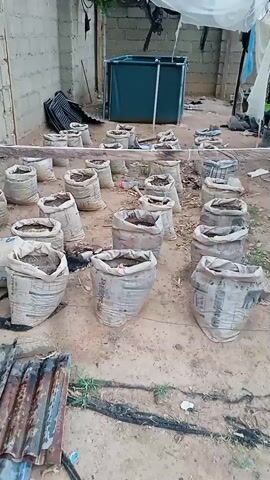 The video shows an outdoor space possibly intended for gardening or agriculture. Several burlap or similar material sacks filled with soil are neatly arranged in rows on a dirt ground. A rectangular pool or large water container is visible in the background, partially covered by a white sheet. Other gardening or construction-related items like black plastic trays and corrugated metal sheets are scattered around the area. The space is bounded by a brick wall on one side, suggesting it may be a backyard or enclosed area.