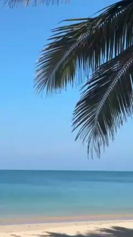 The video shows a tropical beach scene on a sunny day. A palm frond hangs in the upper right corner of the frame, casting shadows on the white sand beach. The water is a clear, turquoise color, meeting the horizon under a bright blue sky. The scene is peaceful and serene.