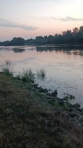 The video shows a wide, calm river at dusk. The sky is a soft pink and purple, reflecting on the water. Tall grass and reeds grow along the riverbank, which is covered in dry grass and scattered rocks. Trees form a dense line across the opposite bank, silhouetted against the fading light. The water is still, with some patches of aquatic vegetation floating on the surface. There are no people or animals visible in the video.