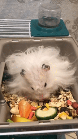 An evening with pets in Solikamsk, Russia