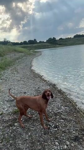 This is a vertical video clip of a dog jumping into a lake and swimming. The scene is set at a gravelly lake shore with calm, greenish-blue water. In the background, there is a gentle slope of land covered in green foliage and trees, with a few buildings and a vehicle visible on the distant horizon. The sky is partly cloudy, with shafts of sunlight breaking through. The overall mood is relaxed and joyful, with the dog appearing eager and happy. The video captures the dog's initial hesitation, its leap into the water, and its subsequent swimming. The time of day appears to be late afternoon or early evening, given the lighting. There is no visible text in the video.