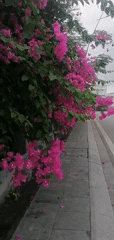 Morning street life documented in Bai Chay Ward, Vietnam