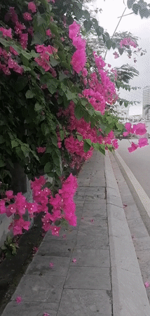 Morning street life documented in Bai Chay Ward, Vietnam