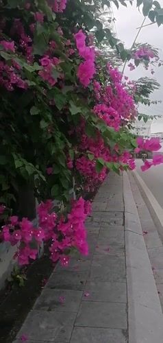Morning street life documented in Bai Chay Ward, Vietnam