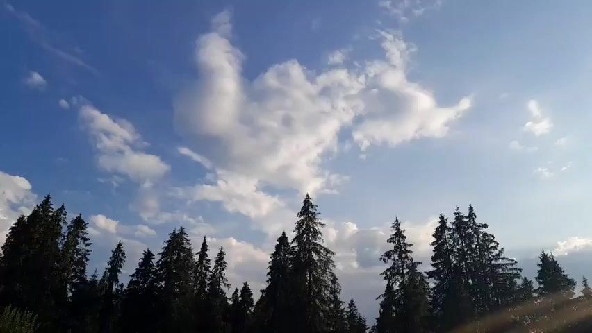 The video shows a time-lapse of a bright blue sky with fluffy white clouds moving across it. The sun is shining, casting a bright light. In the foreground, the silhouettes of tall evergreen trees are visible against the sky. The trees are dark green and appear to be in a forest. The overall scene is serene and natural.