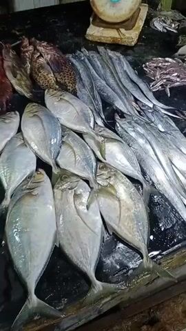 The video displays a fish market with various types of fresh fish laid out on a dark surface, possibly a table or stall. The fish are arranged in piles, some are whole and some appear to be cleaned. The fish vary in size, color, and shape. In the background, there are glimpses of what might be a scale, a yellow bucket, and possibly other market stalls. The lighting suggests an indoor or covered outdoor environment.