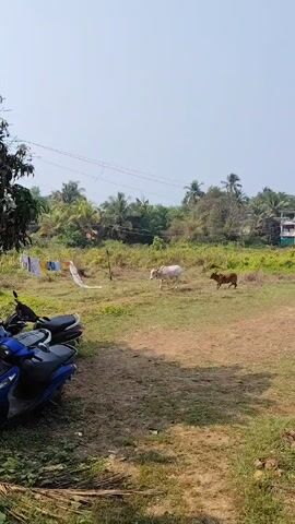 The video shows a rural scene. In the foreground, there are two blue scooters parked. Behind the scooters, clothes are hanging on a clothesline. In the middle ground, there is a grassy field with sparse vegetation. A white cow and a brown calf are standing in the field. In the background, there are trees, including palm trees, and power lines. The sky is bright and clear.