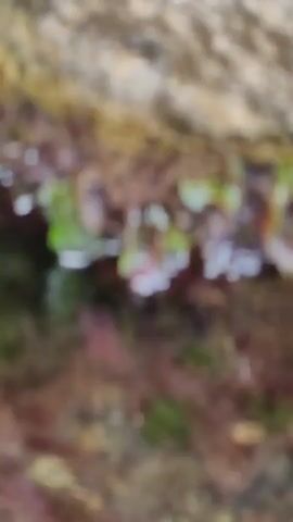 The video shows a close-up view of a rock formation with seaweed and water. The rock is textured and appears rough. Green and reddish-brown seaweed hangs from the underside of the rock, dripping into the water below. The water is murky and reflects the seaweed and rock, creating a distorted view. Some white foam is visible on the surface of the water. The lighting suggests an outdoor environment, possibly a tidal pool or the edge of the ocean. The camera is positioned at a low angle, looking up at the rock and seaweed. There are no people or animals visible in the video. The overall scene is natural and appears to be a snapshot of a marine environment.