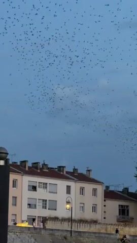 The video shows a flock of birds flying in a dusky sky above a row of apartment buildings. The buildings are pale colored with red tiled roofs and multiple windows. There are streetlights on the street in front of the buildings. There are also a few people visible on the street. One person is walking on the street, and another is standing near the buildings. The sky is a deep blue with clouds. The birds are flying in a large, dense flock, and they are moving in a coordinated way.