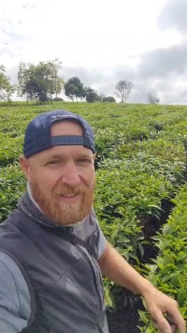 A man with a beard, wearing a dark blue cap and a gray vest, is holding the camera at arm's length, filming himself in what appears to be a tea plantation. The lush green tea plants stretch as far as the eye can see, covering a rolling hillside. The sky is overcast, with some trees visible on the top of the hill. Another person is visible further up the hill, standing between the rows of tea plants and pointing towards the distance.