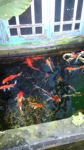 The video shows a koi pond with several koi fish swimming. The fish are various colors including orange, white, and black. There is a waterfall in the background and a window with blue trim above the pond. The water is clear and there are some plants in the pond. The video is brief, lasting only a few seconds, and the camera is held steady.