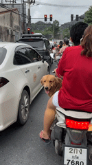 Couple rides scooter with golden retriever through Thailand traffic