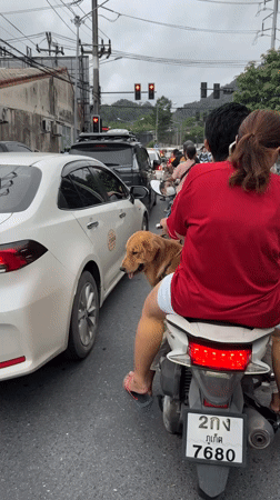 Couple rides scooter with golden retriever through Thailand traffic
