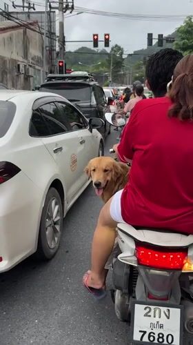 Couple rides scooter with golden retriever through Thailand traffic