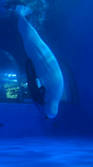 Diver interacts with beluga whale in Tianhe aquarium tank