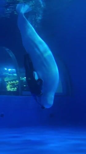 Diver interacts with beluga whale in Tianhe aquarium tank