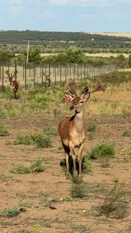 A medium shot shows a male deer with antlers and an ear tag standing in a dry, dusty field. The deer is looking to the left of the frame. Behind the deer, a fence encloses other deer in a grassy area with some trees in the distance. A person wearing dark clothing walks into the frame from the left and stops. The sky is blue with some clouds.