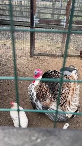 A turkey with a prominent pink and blue head, and brown, black, and white plumage, is seen through a green wire fence within an enclosure. Initially, the turkey is sitting. A smaller white bird is visible in the foreground. The turkey then stands up, turns to its right, revealing a smaller brown and black bird in the background. The turkey proceeds to fan out its large tail feathers, displaying a radial pattern of black, brown, and white. The enclosure has a dirt floor, and a metal gate and a black container are visible in the background. The scene takes place outdoors during daylight.
