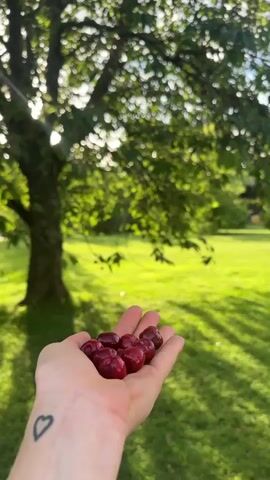 The video opens with a person's hand, featuring a small heart tattoo on the wrist, holding a handful of ripe, dark red cherries. The initial shot reveals a bright, sunlit outdoor scene with vibrant green grass and the lower trunk of a large tree in the background.

The camera then pans upwards, starting from the trunk of the tree. Sunlight filters through the abundant green leaves, creating bright lens flares and dappled shadows. As the camera continues its ascent, it showcases the tree's canopy, which is laden with numerous clusters of ripe red cherries hanging from the branches. The clear blue sky is visible through the leaves, indicating a sunny day. The scene depicts a fruitful cherry tree, likely during harvest time, in an outdoor setting such as an orchard or garden in St. Veit an der Glan, Austria.