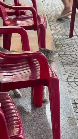 A gray cat, with patches of white fur on its face and legs, hides under a red plastic chair on a tiled surface. The cat initially peers out from behind the chair, then moves around under the chair's seat. Other chairs of the same style surround it. A person wearing sandals walks in the background.