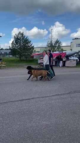 A man and a woman are walking two large dogs on leashes down a paved road. The woman is on the left, holding both leashes. The man is on the right, walking slightly behind her. The dogs are a black mastiff and a fawn-colored mastiff. The woman is wearing a light-colored top and a long teal skirt. The man is wearing a dark t-shirt and dark pants. Behind them, to the left, is a red building with a stage set up in front of it where a band is playing. There are tables and chairs in front of the building, and a banner with various logos is displayed on the building. To the right of the road, there are tents and tables set up, suggesting an outdoor market or event. The sky is blue with scattered clouds. The overall setting appears to be an outdoor community event on a sunny day.