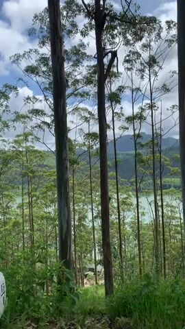 A panning shot moves from left to right through a forest of tall, slender trees with light-colored bark. The trees are closely spaced, creating a natural screen. Through the gaps in the trees, a body of light blue-green water is visible, possibly a lake or reservoir. In the distance, rolling hills covered in lush greenery rise against a backdrop of a partly cloudy sky. The foreground is dominated by dense, green grass and some smaller plants. No people or animals are visible.