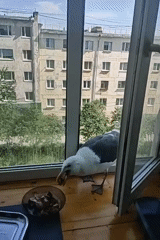 Seagull hangs out on a Magadan windowsill, snacking