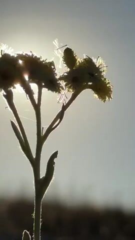 A close-up shot of a single dried flower is silhouetted against the sun and a hazy sky. The flower is light yellow and has delicate white filaments extending from it. The sun is partially obscured by the flower, creating a lens flare effect. The stem of the flower is thin and covered in fine hairs. In the background, a blurred line of brown suggests a landscape. The video is shaky and appears to have been filmed handheld.