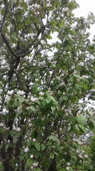 Spring blooms documented in Nevinnomyssk: quince and lilac flowering