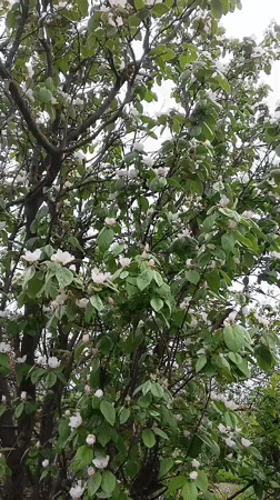 Spring blooms documented in Nevinnomyssk: quince and lilac flowering