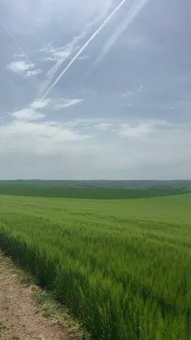 The video shows a verdant field of crops under a partly cloudy sky. The crops are a vibrant green and appear to be swaying gently in the breeze. Beyond the field, there are hints of other fields and distant greenery. In the sky, a few wispy clouds and contrails from an airplane can be seen. The camera pans slowly across the landscape.