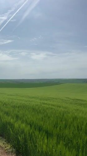 Person spotted in fields near Kashin, Bulgaria