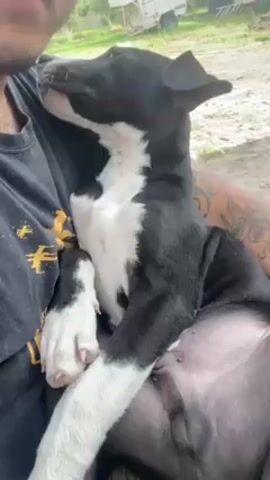 The video shows a person holding a black and white puppy in their arms. The puppy is resting its head on the person's shoulder. The person is wearing a black t-shirt and has tattoos on their arm. The background shows a grassy area with some trees and a white trailer.