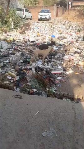 The video shows a large amount of trash piled up on the ground. Three stray dogs are visible in the scene, foraging through the trash. One dog is black, one is light brown, and one is partially visible and brown. The trash includes plastic bags, paper, and other discarded items.  Behind the trash pile, there are two cars parked on the street. In the foreground, a cracked concrete road.