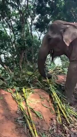 An elephant is eating in a wooded area with red soil. The elephant is covered in mud. It is eating a bunch of long, green plants with a yellow stem. The forest canopy is dense and the lighting is low. The soil is red.