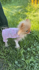 Pomeranian in sweater spotted near tent on sunny day