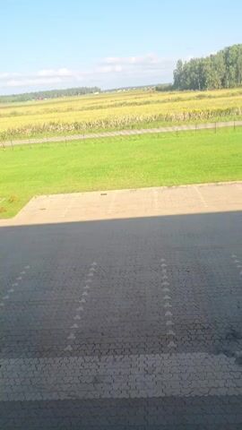 The video pans across an outdoor scene on a clear, sunny day. In the foreground, there is a grey, paved area with white markings indicating parking spaces. Further back, a strip of green grass leads to a large, yellow field, possibly a crop field like corn, bordered by a fence. Beyond the field, a line of trees forms the horizon under a bright blue sky with a few small white clouds. A curved, transparent shelter, likely a bike rack, is visible on the edge of the grass. The camera slowly moves from left to right, revealing more of the field and the tree line. There are no people visible in the frame.