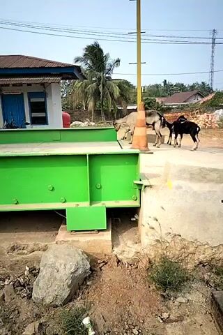A few goats are seen in an outdoor area. One goat is standing near a small building, and three other goats are near a traffic cone and a yellow pole. The building has a blue door and windows. There are trees and houses in the background.