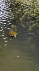 Turtles and koi fish in a Yachiyo City pond