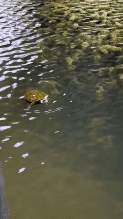 Turtles and koi fish in a Yachiyo City pond