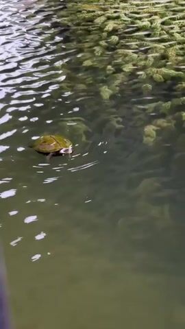 A turtle swims in murky green water. The water has ripples and is filled with submerged green plants. The turtle's shell is green and brown and is partially submerged. It is moving from left to right in the frame.